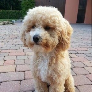 Meet your Posher, Bryan